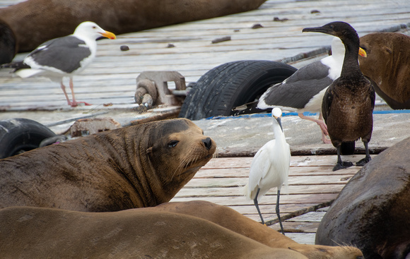 Brandt's Cormorant - Urile penicillatus, California sea lion - Zalophus californianus, San Diego, Snowy Egret - Egretta thula, Western Gull - Larus occidentalis