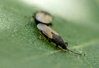 Seed bug - Oxycarenus hyalinipennis