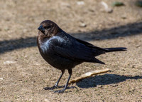 Brown-headed Cowbird - Molothrus ater