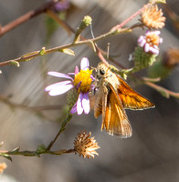Woodland skipper - Ochlodes sylvanoides