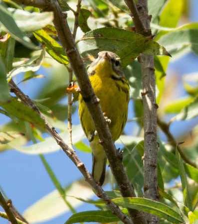 Prairie Warbler - Setophaga discolor