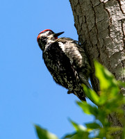 Red-naped Sapsucker - Sphyrapicus nuchalis