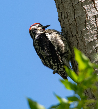 Red-naped Sapsucker - Sphyrapicus nuchalis