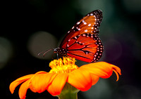 Queen - Danaus gilippus