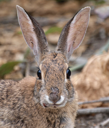 Desert cottontail  - Sylvilagus audubonnii