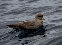 Northern Fulmar - Fulmarus glacialis