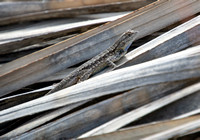 Western Fence Lizard - Sceloporus occidentalis
