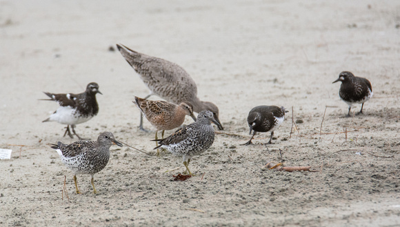 Black Turnstone - Arenaria melanocephala, Short-billed Dowitcher - Limnodromus griseus, Surfbird - Calidris virgata, Willet - Tringa semipalmatus