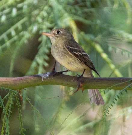 Pacific-slope Flycatcher - Empidonax difficilis