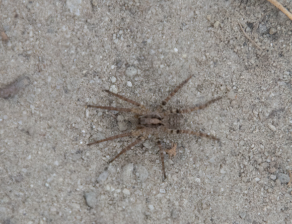Wolf spider - Unidentified sp.