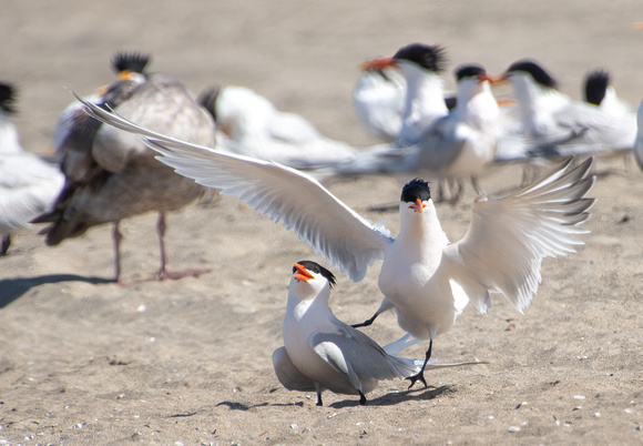 Elegant Tern - Thalasseus elegans