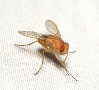 Tachinid fly - Ormia ochracea