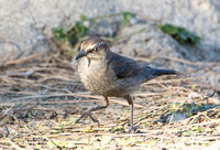 Rusty Blackbird - Euphagus carolinus