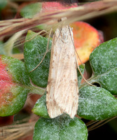 Lucerne moth - Nomophila nearctica