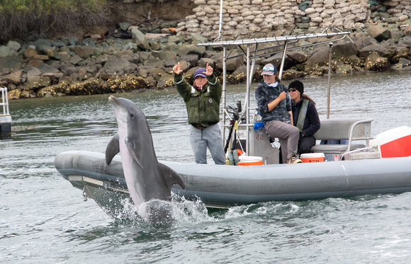 Navy Training Common Bottlenose Dolphin - Tursiops truncatus