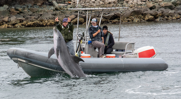 Navy Training Common Bottlenose Dolphin - Tursiops truncatus