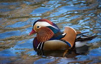 Mandarin Duck - Aix galericulata