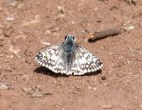 White checkered-skipper - Pyrgus albescens