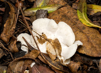 Fungus - Unidentified sp