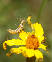 Assassin bug (nymph) - Zelus sp.