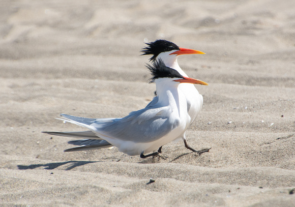 Elegant Tern - Thalasseus elegans