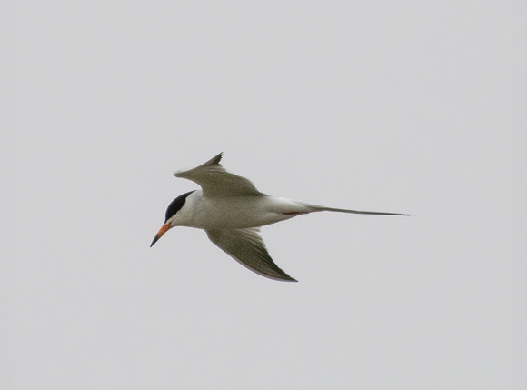 Forster's Tern - Sterna forsteri