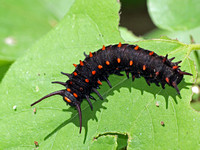 Pipevine swallowtail - Battus philenor