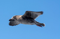 Western Gull - Larus occidentalis