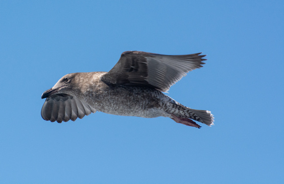 Western Gull - Larus occidentalis