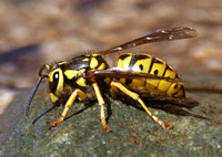 Western Yellowjacket - Vespula pensylvanica