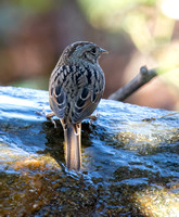 Lincoln's Sparrow - Melospiza lincolnii