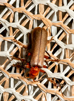 Brown Leatherwing Beetle - Pacificanthia consors