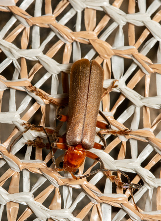 Brown Leatherwing Beetle - Pacificanthia consors