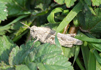 Painted meadow grasshopper - Chimarocephalia pacifica