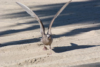 Glaucous-winged Gull - Larus glaucescens (1st Winter)