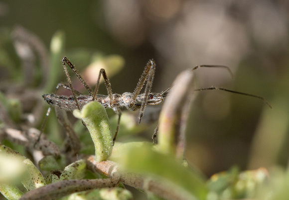 Four spurred assassin bug - Zelus tetracanthus (nymph)