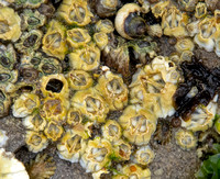 Barnacles - Unidentified sp.