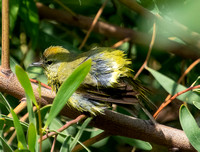 Orange-crowned Warbler - Leiothlypis celata