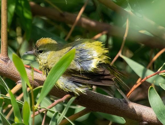 Orange-crowned Warbler - Leiothlypis celata