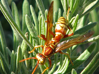 Paper wasp - Polistes apachus