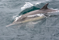 Long-beaked common dolphin - Delphinus capensis