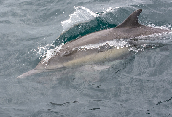 Long-beaked common dolphin - Delphinus capensis