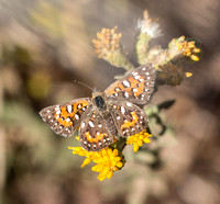 Behr's metalmark - Apodemia virgulti