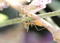 Assassin bug (nymph) - Zelus sp.