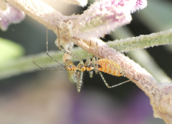 Assassin bug (nymph) - Zelus sp.