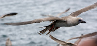Red-footed Booby - Sula sula