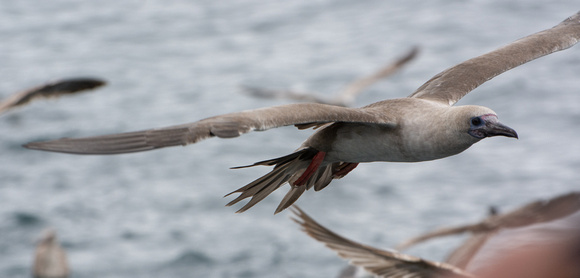 Red-footed Booby - Sula sula