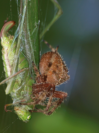 Orb weaver - Araneus gemma