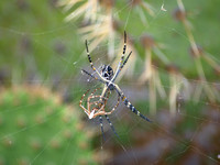 Silver argiope - Argiope argentata