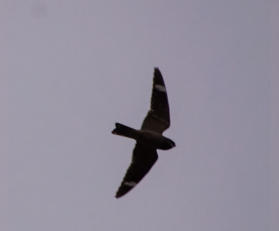 Lesser Nighthawk - Chordeiles acutipennis